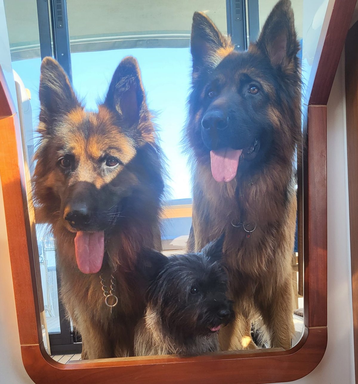 Zwei Altdeutsche Schäferhunde und ein kleiner Terrier schauen gemeinsam in die Kamera
